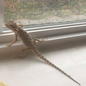 Meet your Posher, Lauran